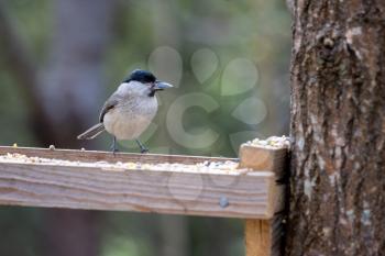 Marsh Tit (Poecile palustris) with a seed in its beak