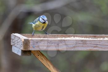 Blue Tit on a wooden table looking for food