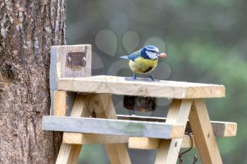 Blue Tit on a wooden table with a peanut in its beak