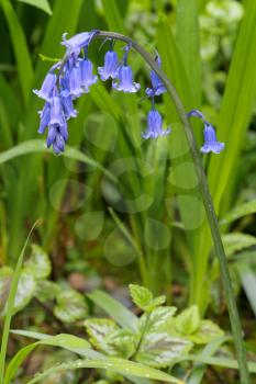 A single Bluebell stem flowering in springtime in a shady spot in Cornwall