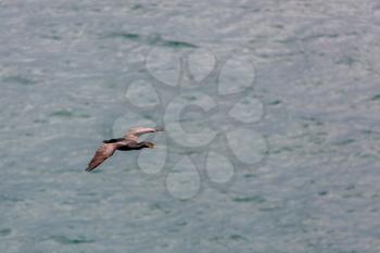 Spotted Shag (Phalacrocorax punctatus) flying over the Otago Peninsula