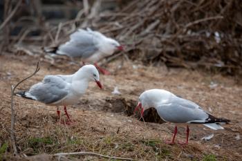 Red-billed Gulls (Chroicocephalus scopulinus) in the Otago Peninsula