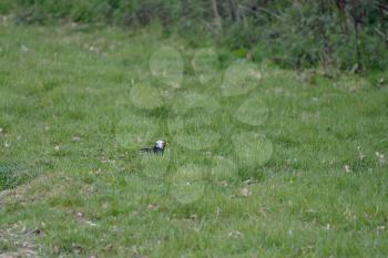 White headed Blackbird (Turdus merula) in the grass searching for food