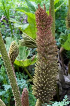 Brazilian Giant Rhubarb (Gunnera manicata) conical branched panicle growing in springtime in Cornwall