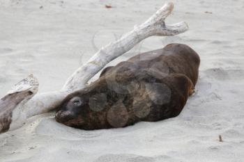 New Zealand Sea Lion (Phocarctos hookeri) nearly asleep on the beach