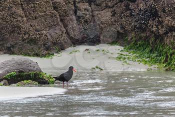Variable Oystercatcher (Haematopus unicolor) standing in shallow water
