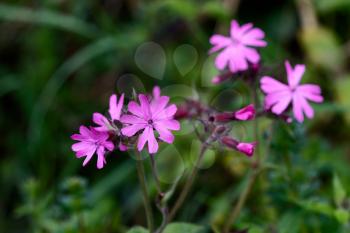 Red Campion (Silene dioica) growing in springtime in Cornwall