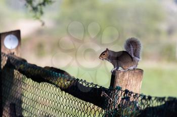 Grey Squirrel (Sciurus carolinensis)  watching from a wooden fence post