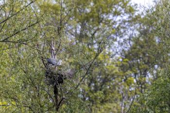 Grey Heron (Ardea cinerea) on the nest in springtime