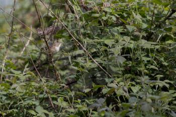 Reed Warbler (Acrocephalus scirpaceus) exploring vegetation by Weir Wood reservoir