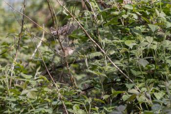 Reed Warbler (Acrocephalus scirpaceus) exploring vegetation by Weir Wood reservoir