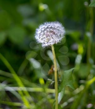 Dandelion seed head growing at the side of a country lane