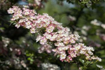 Hawthorn  tree blossom bursting into life in the warm spring sunshine