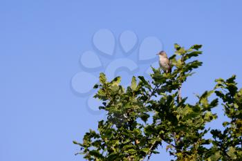 Common Whitethroat (Sylvia communis) perched at the top of a tree in the summer sunshine