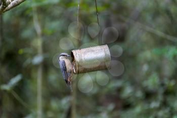 Nuthatch foraging for seed from an old tin can bird feeder