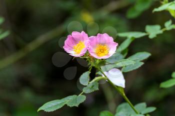 Wild pink Dog Rose (Rosa canina) flowering in springtime