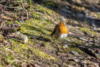 Close-up of an alert Robin standing on the canopy floor in the winter sunshine