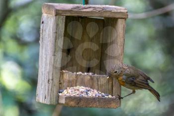 Close-up of an juvenile Robin clinging to a wooden seed box