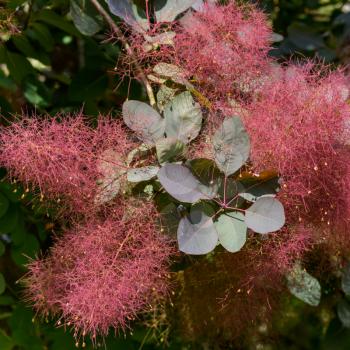 European Smoketree (Cotinus coggygria Scop) flowering in East Grinstead