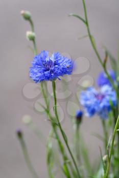 Blue Cornflowers growing in a garden in East Grinstead