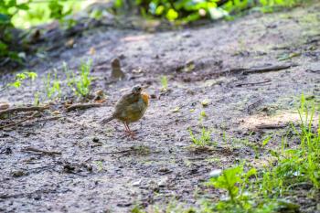 Bald headed juvenile Robin standing on a muddy path by Ellesmere Mere
