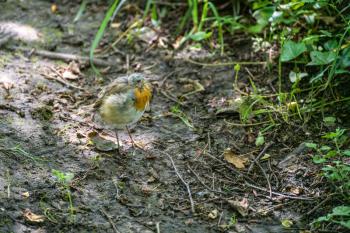 Bald headed juvenile Robin standing on a muddy path by Ellesmere Mere