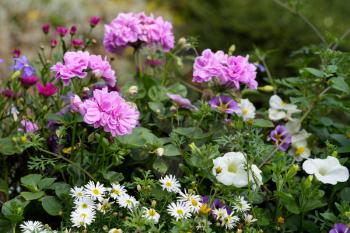 View of a flower display in Quarry Park, Shrewsbury, Shropshire, England