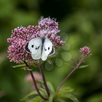 Large White (Pieris brassicae) Butterfly feeding on a flowering shrub
