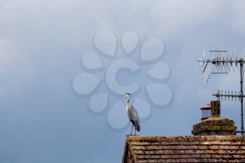 Grey Heron sitting on the foof of a house against a brooding sky