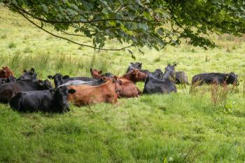 Cows siiting on the grass expecting rain and keeping their patch dry and warm