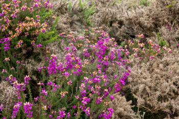 View of Heather flowering by the Devon coastline near Combe Martin