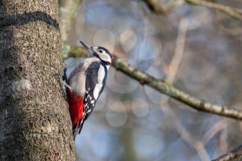 Great Spotted Woodpecker clinging to a tree