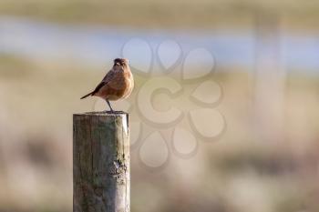 Common Stonechat (Saxicola rubicola) resting on a wooden post