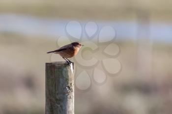 Common Stonechat (Saxicola rubicola) resting on a wooden post