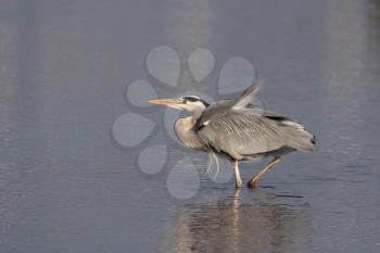 Grey Heron (Ardea cinerea) wading into a lake in London