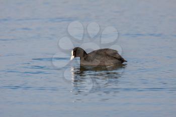Coot (Fulcia atra) swimming on the lake at Warnham Nature Reserve