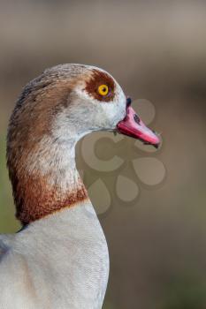 Close up of Egyptian Goose (Alopochen aegyptiacus)