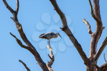 Grey Heron (ardea cinerea) perched on a dead tree