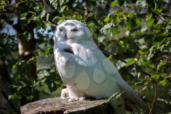 Snowy Owl (Bubo scandiacus) perched on a tree stump