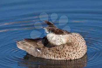 Ringed Teal (Callonetta leucophrys) preening in a London lake