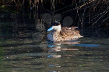 Ringed Teal (Callonetta leucophrys) swimming across a lake in London