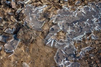 Broken ice covering a puddle at Elmley Marshes