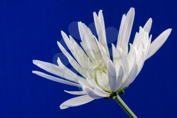 Display of a single white Chrysanthemum against a royal blue background