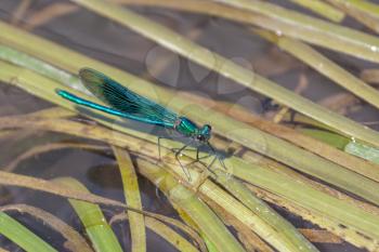 Damselfly (Zygoptera) resting on reeds in the River Rother