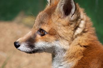 Close-up of a female Red Fox (Vulpes vulpes)