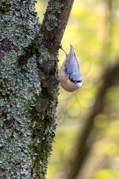 Nuthatch clinging to a tree near East Grinstead