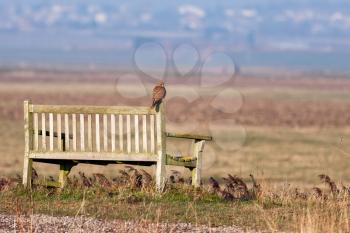 Kestrel sitting on a bench enjoying the evening sunlight