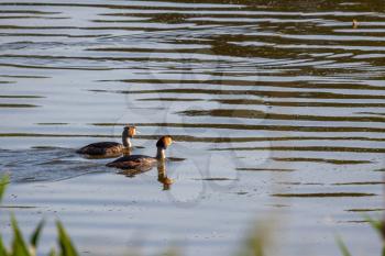 A pair of Great Crested Grebes (Podiceps cristatus) swimming across Weir Wood reservoir