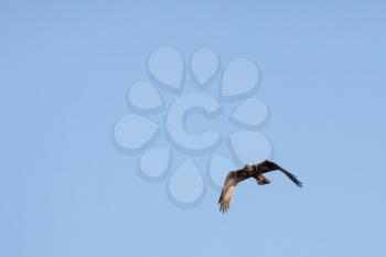 Marsh Harrier (Circus aeruginosus) hunting at Elmley Marshes on a winter's afternoon