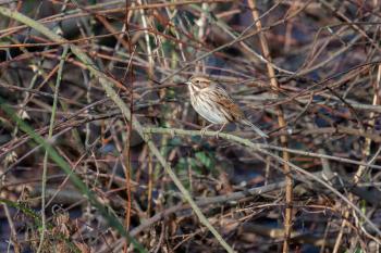 Female Common Reed Bunting (Emberiza schoeniclus) perching on a twig